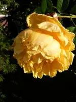 Rosen_0009.webp