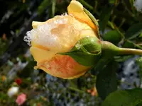 Rosen_0043.webp