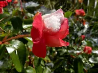 Rosen_0031.webp