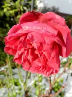Rosen_0024.webp