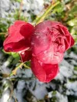 Rosen_0042.webp