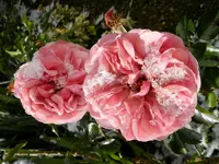 Rosen_0032.webp