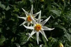 DSC04731.webp