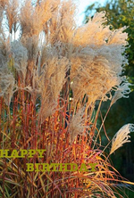 Marlepathus in vollem Herbstlook.webp