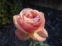 CIMG3955.webp
