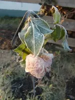 CIMG3959.webp