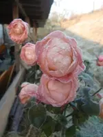CIMG3962.webp