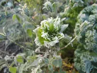 CIMG3974.webp