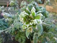CIMG3978.webp