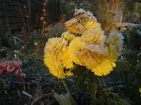CIMG3968.webp