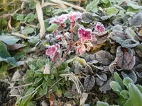 CIMG3991.webp