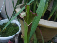 CIMG3950.webp