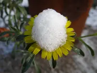 Blümchen.webp