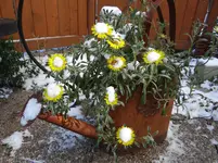 Gießkanne.webp