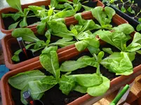Salat.webp