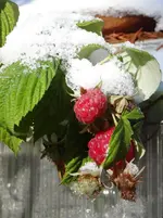 TK Himbeeren.webp
