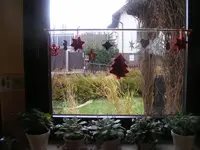 Fenster mitte.webp