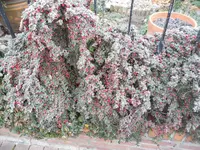 SAM_1839.webp