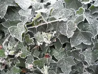 SAM_1840.webp