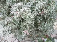 SAM_1843.webp