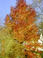 vov04 001.webp