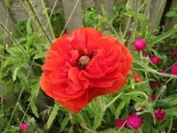 306.webp