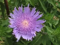 Bild 057.webp