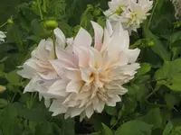 Bild 455.webp