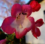 BartfadenNov13.webp