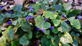 VeilchenNov13.webp