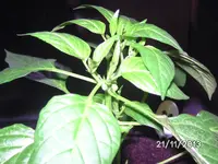 Kashmiri Mirch.webp