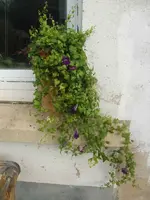 CIMG3998.webp