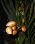 DSCN0002.webp