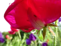 Tropfen.webp