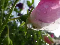 Tropfen1.webp