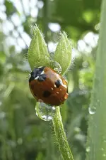 Tropfen2.webp