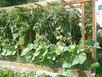Tomaten Ende Juli.webp