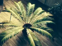 image.webp