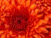Chrysanthemum.webp