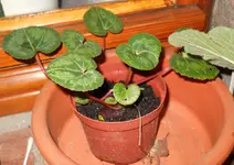 DSCN9836.webp