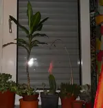 DSCN9933.webp