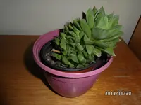 Haworthia.webp