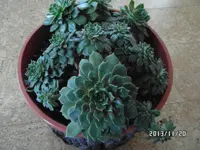 Escheveria.webp