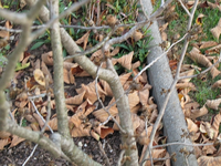 IMG_3808.webp