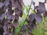 Bild 2392.webp