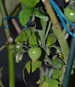 DSC_7533_Topftomate_im_Winterquartier.webp