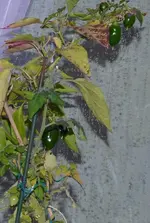 DSC_7535_Paprika_vorn_Tomaten_Hintergrund.webp