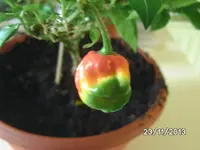 Bonchi Trinidad Scorpion.webp