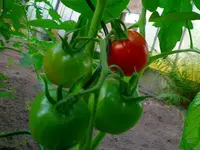 stabtomate-quedlinburger-fruehe-liebe.webp