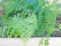 DSCN3354.webp